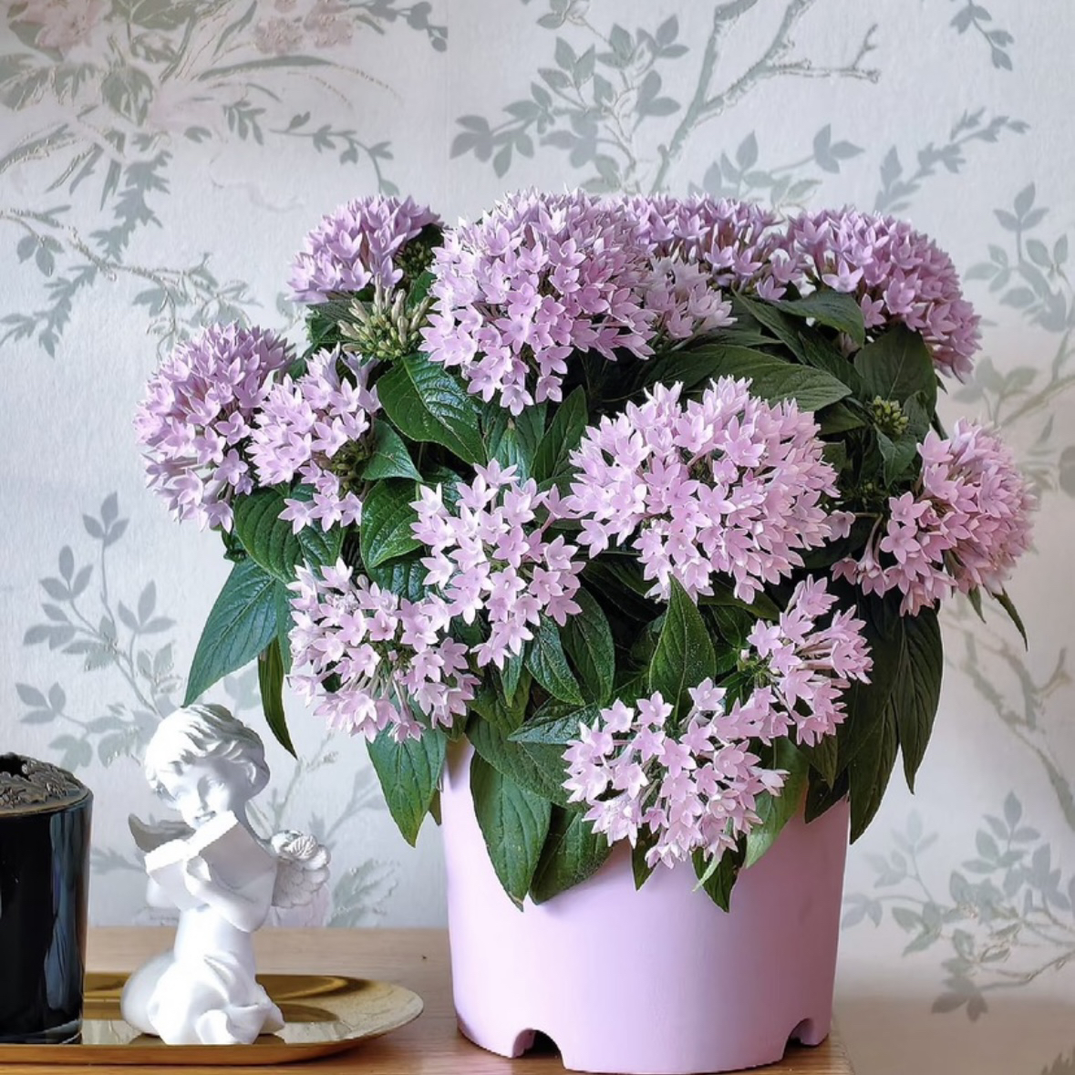 繁星花盆栽 带花带花苞发货