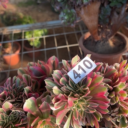 海***鸥多肉植物一个女郎410