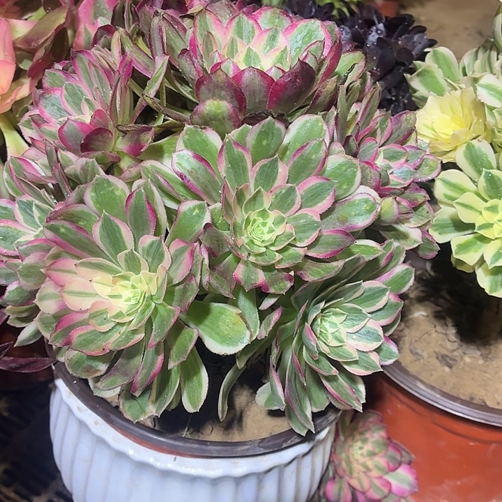 孔雀翎一颗脱土发货19.8