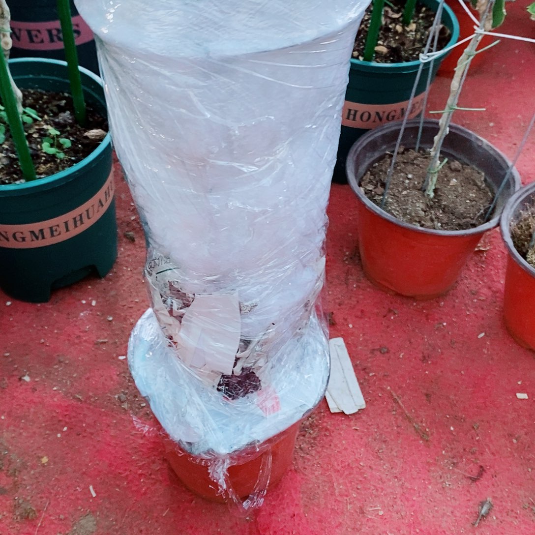 马***虎无花朵福利款双色