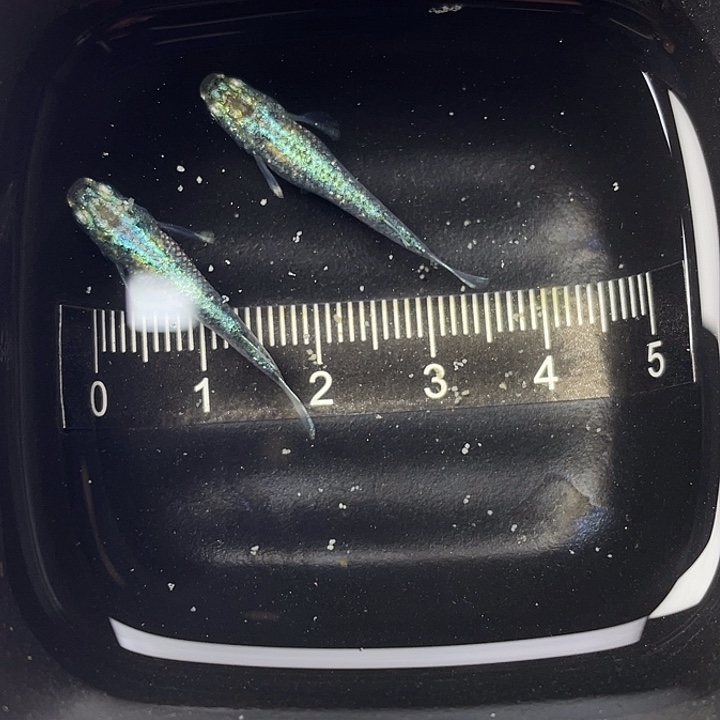 青鳉鱼全息图一对，26号，满15包邮，可叠单