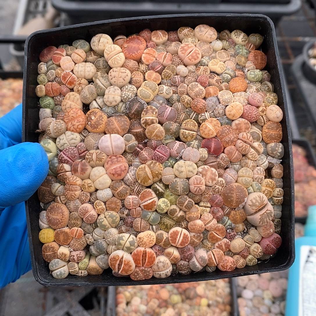 睡****z590 生石花彩套 带盆土