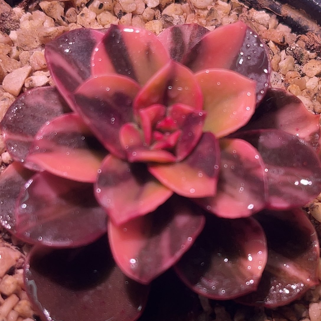 尚品园艺福利锦8012