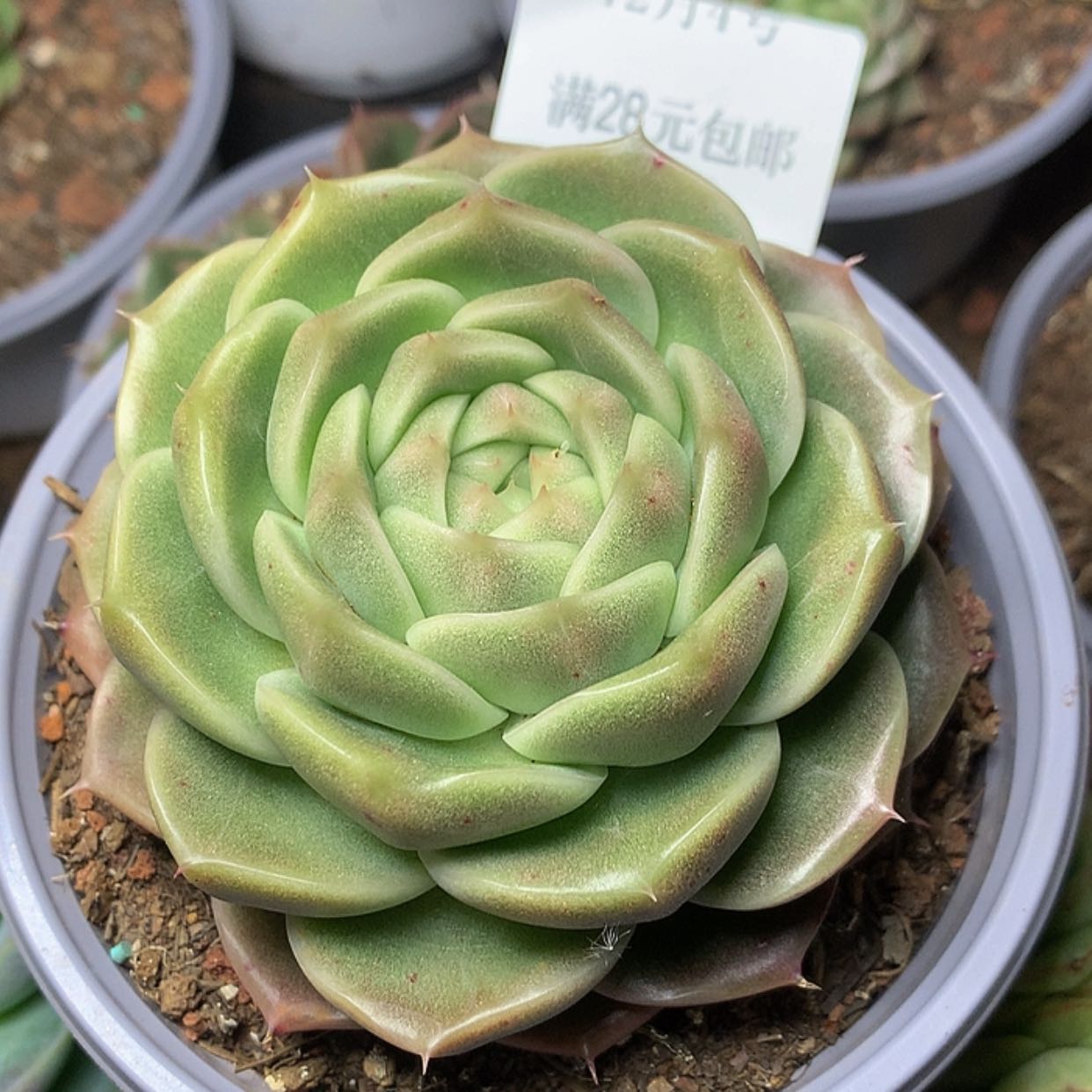 【闪购商品】云736号