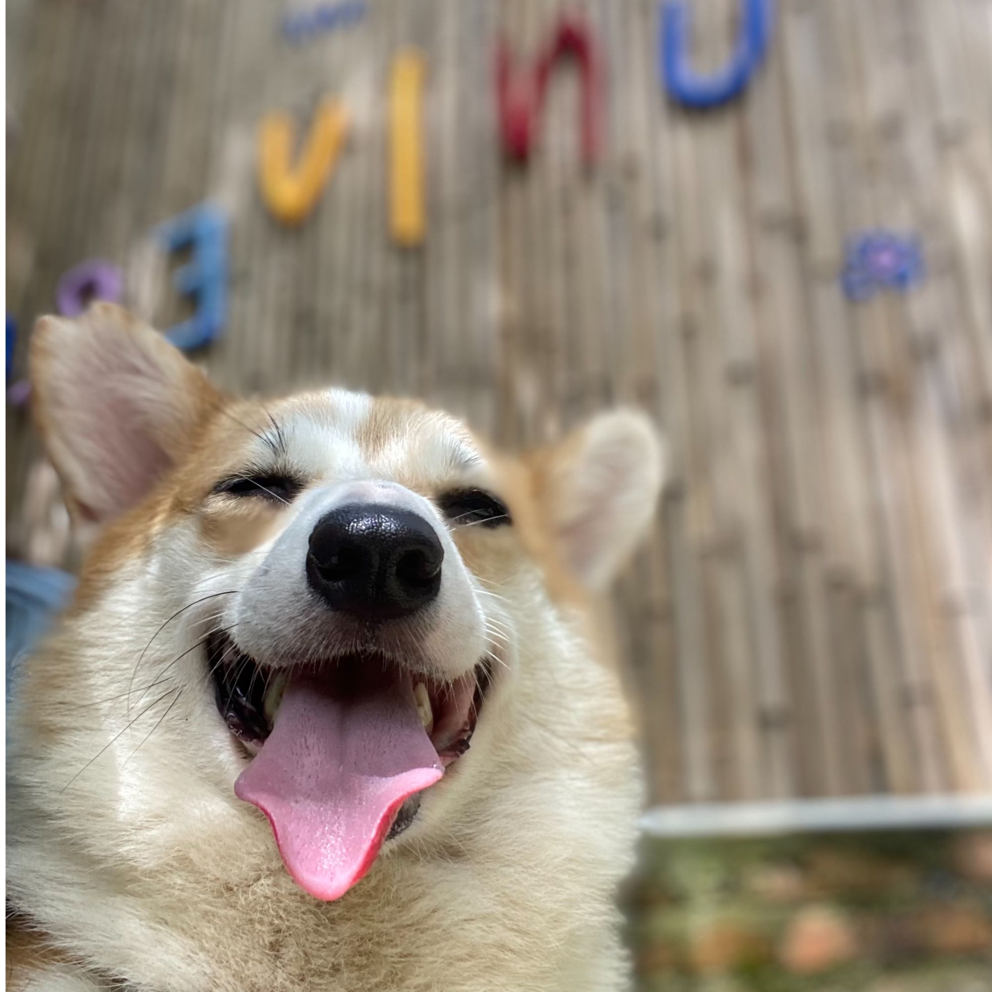 柯基 柴犬 萨摩耶 比熊等幼犬订金
