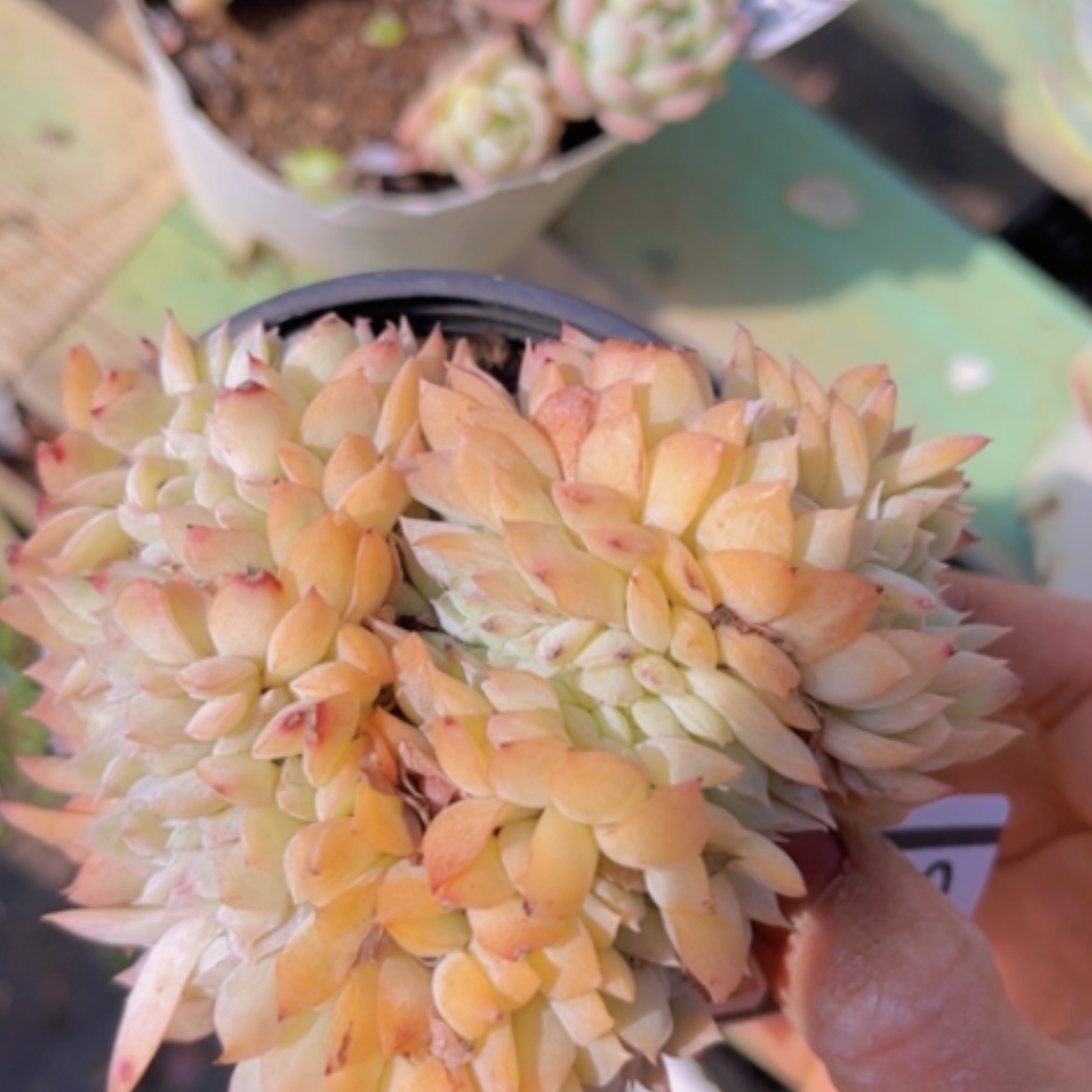 【闪购商品】莎莎缀0523