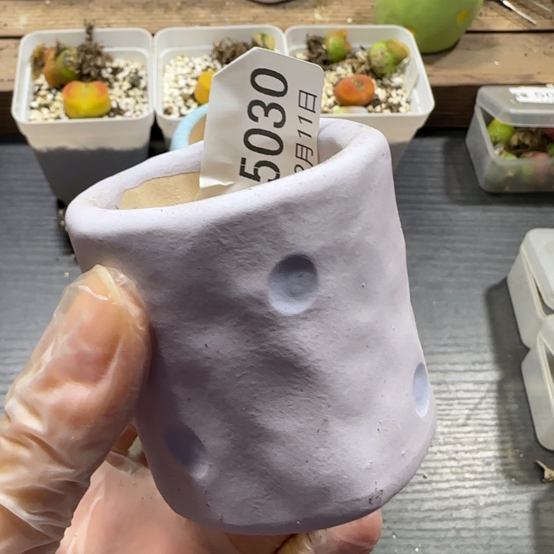 小***耶12.11  盆1个。 5030