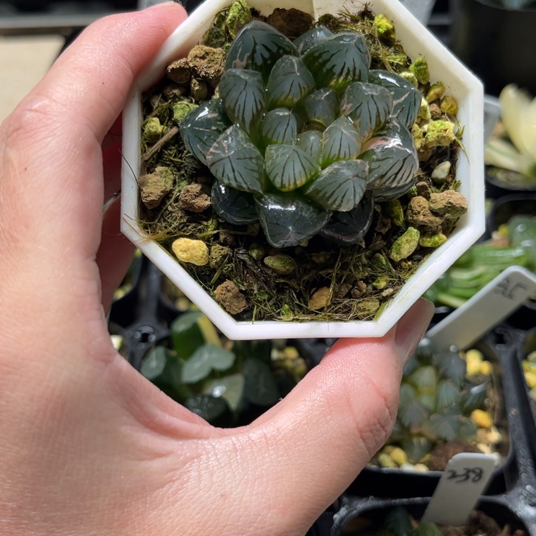 241龙爪玉露锦一物一拍