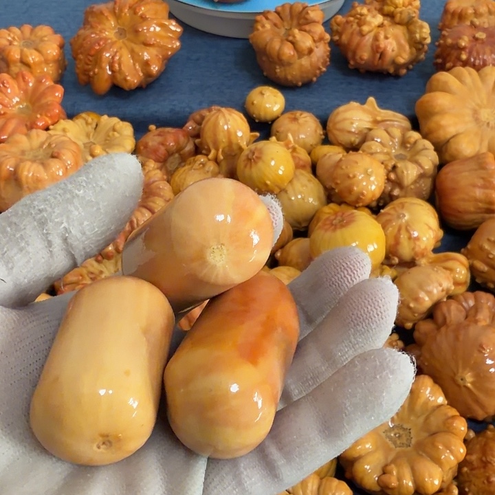 大***友墨西哥七彩疙瘩葫芦