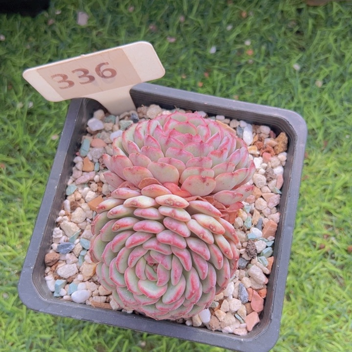 健健康康平平安安