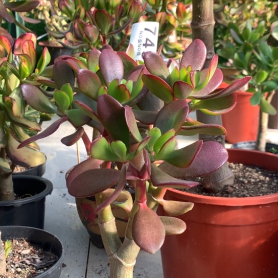 用****9749紫叶脱土发货