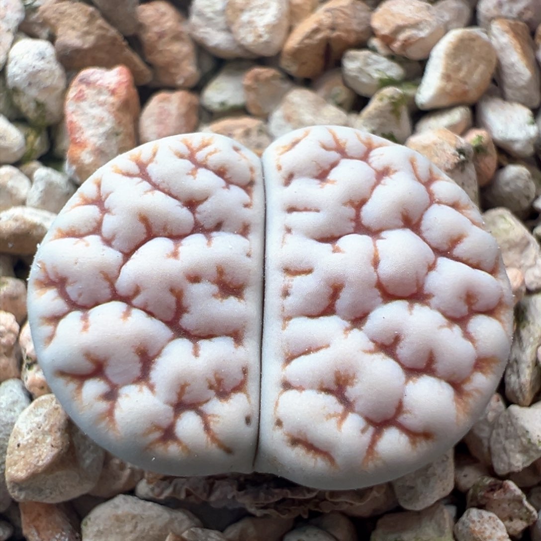 921。青蛙优选189。粗纹睫毛