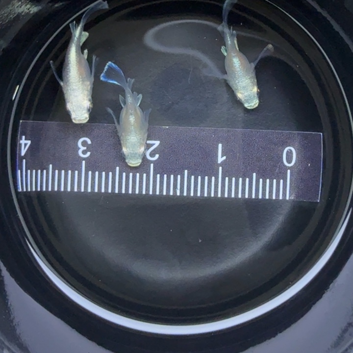 青鳉鱼天使球球12号