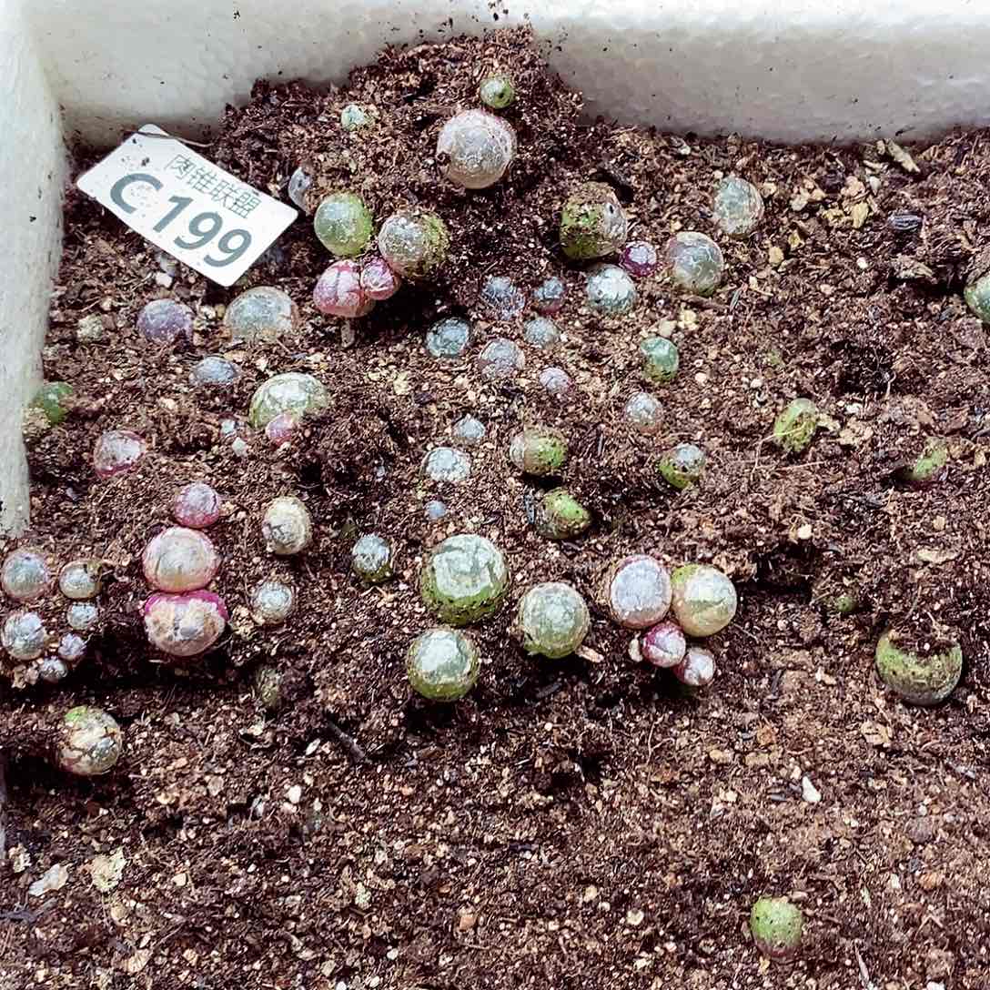 199灯泡呃呃呃呃呃呃呃呃呃呃呃