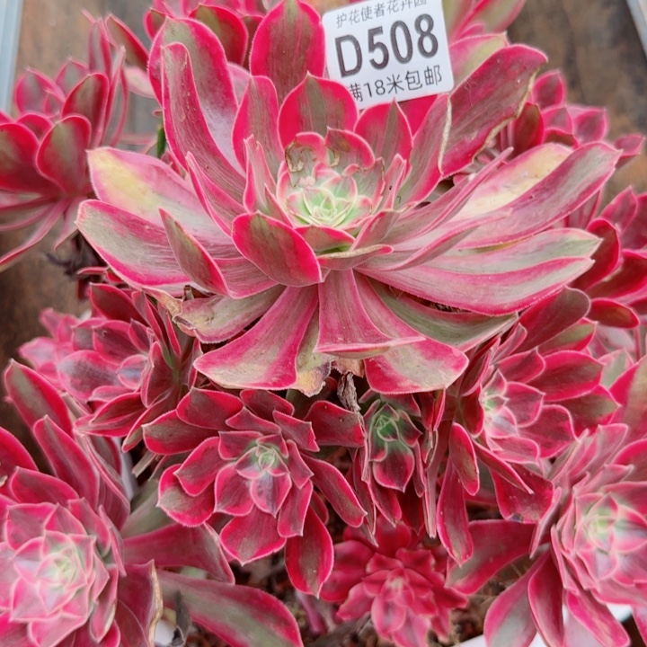 多肉法师浣纱朵朵