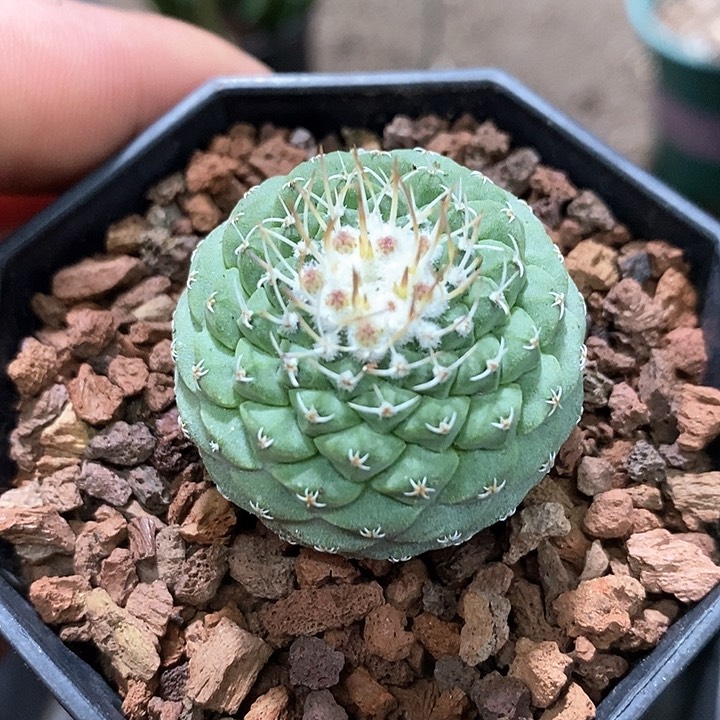 孤品实生优选球型菊水3.4cm仙人球带花苞