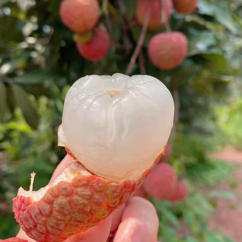 现货2025新鲜白糖罂荔枝老树现摘现发鲜采整箱爆甜水果圆通包邮Q