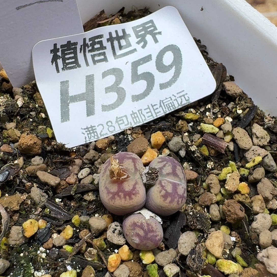 多肉植物发润泽fbbn