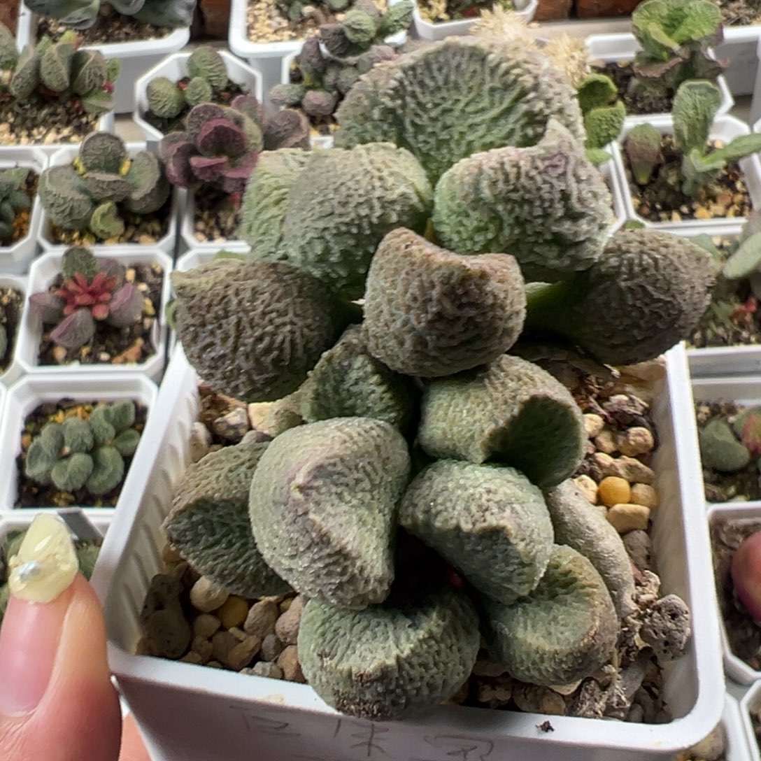 巨猪宝多头纯木质桩多肉植物