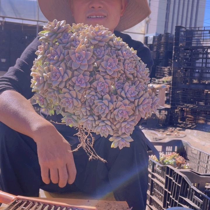 163淡雪缀化一物一拍