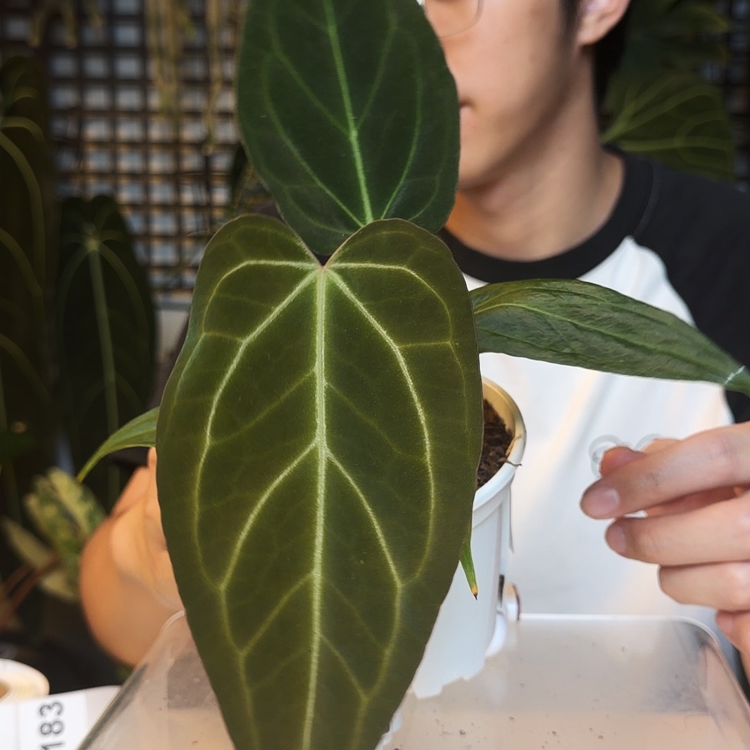 完全开放A182黑丝绒杂