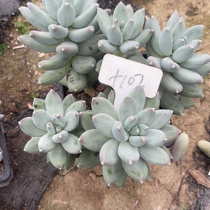 笨***6两单包邮，一物一拍102