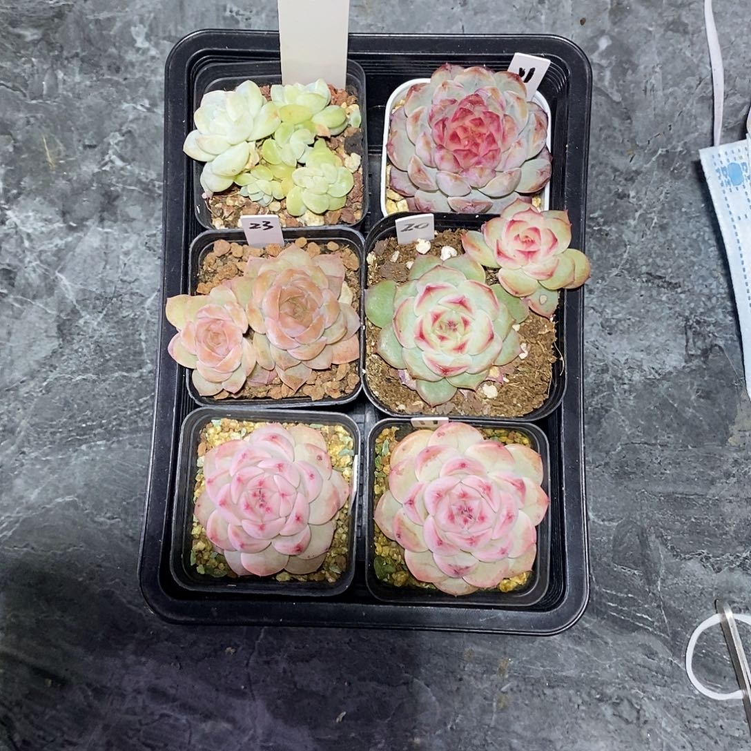 是***呀21号一筐6颗多肉植物