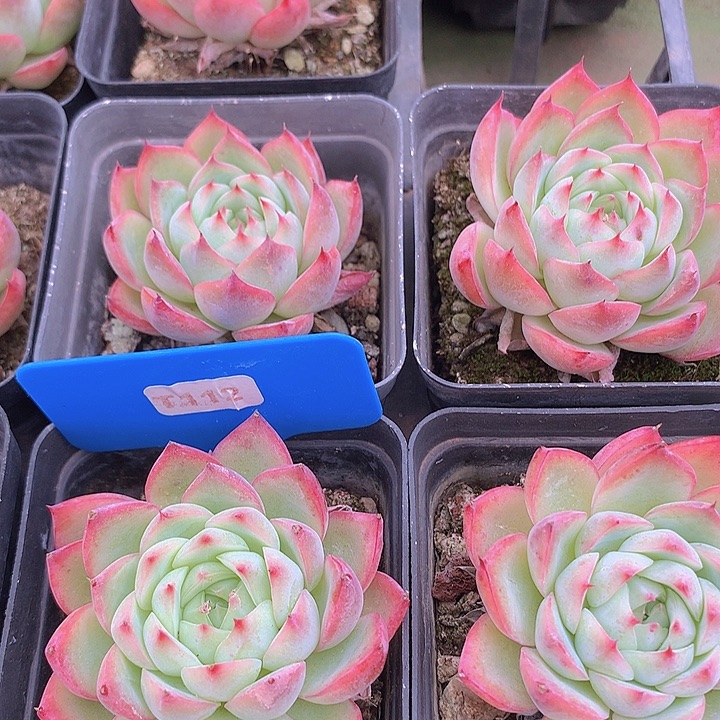 t112粉水晶单头脱土