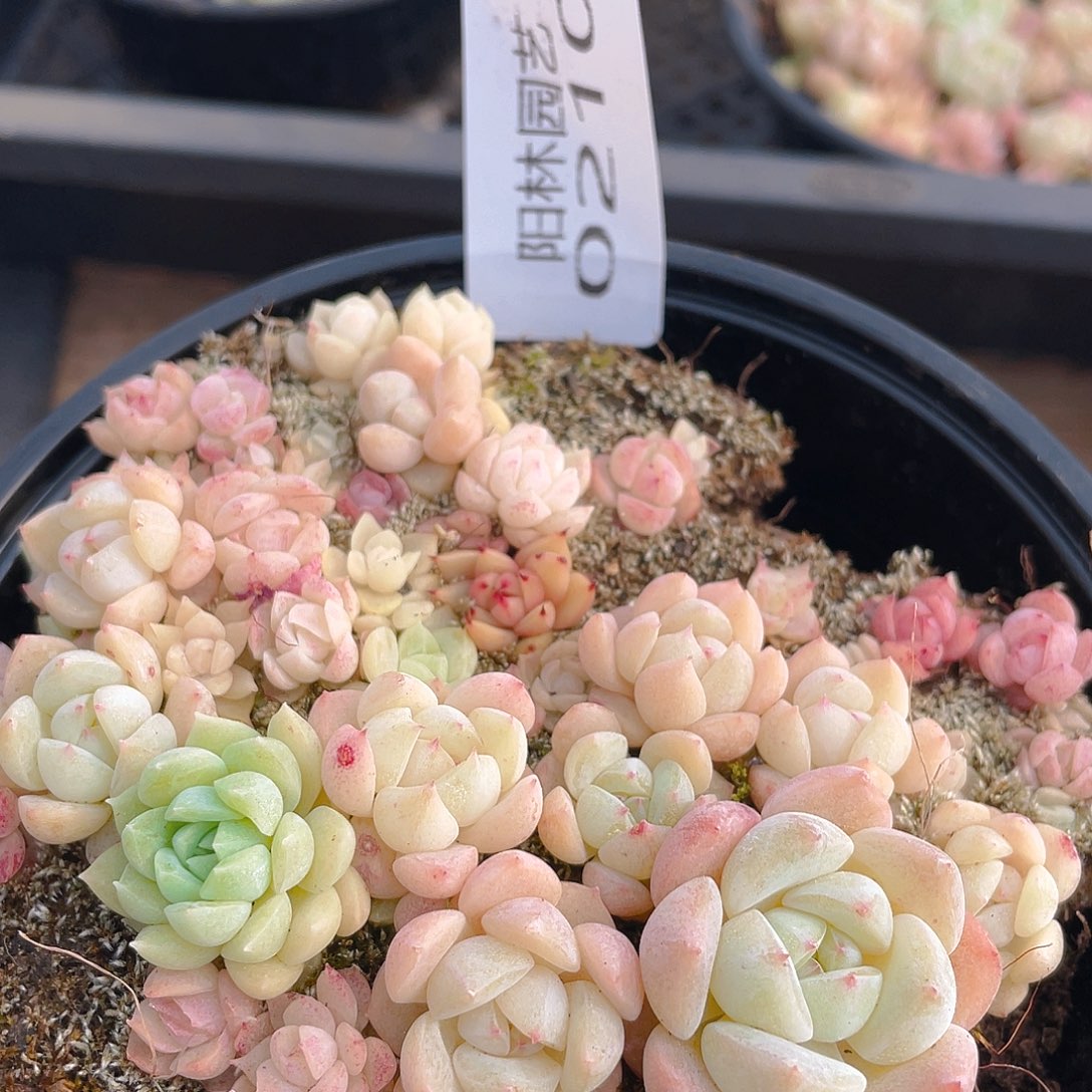 多肉植物多肉植物210