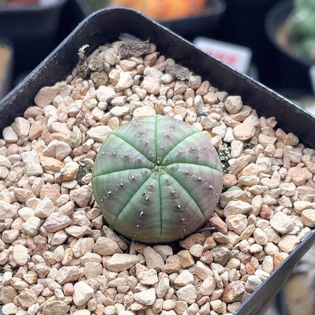 实生龟背欧系布纹球 带盆土包邮