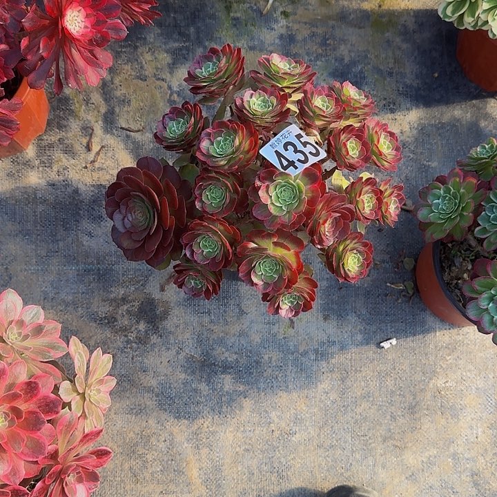 00000000000435万花筒