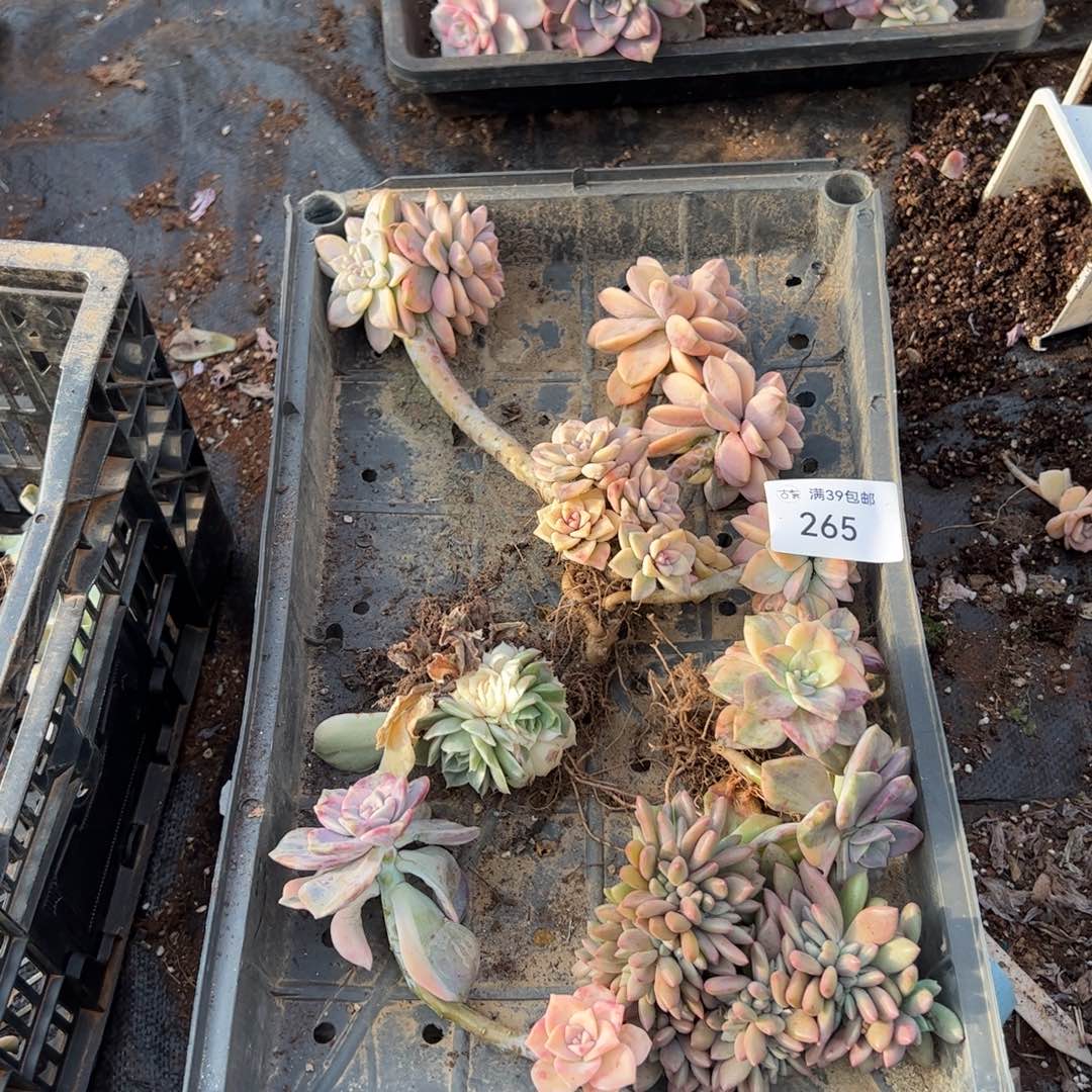 265紫乐锦老桩多肉植物
