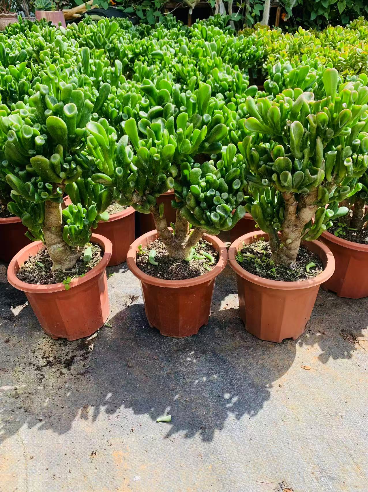 马蹄，吸财树（带土发）老桩多肉植物，室内盆栽绿植新手好养种植上盆