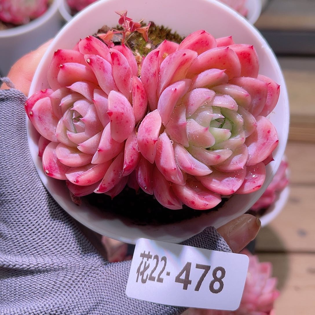 花22-478孤星双头