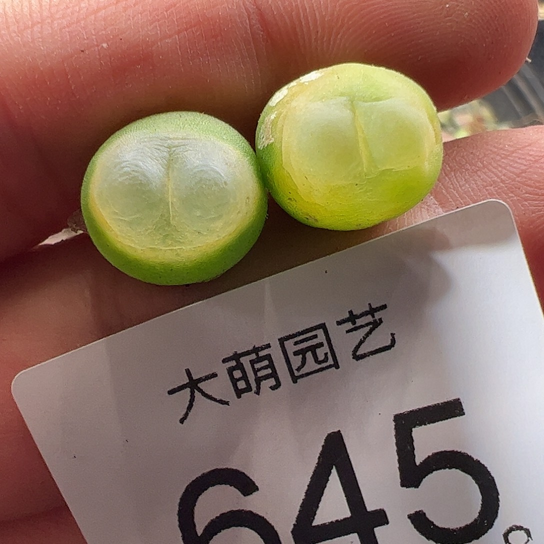 一物一拍。    645