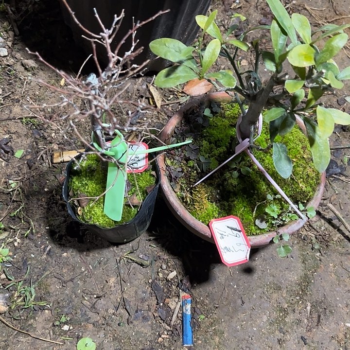 老***张无花朵榉日豆55688.89