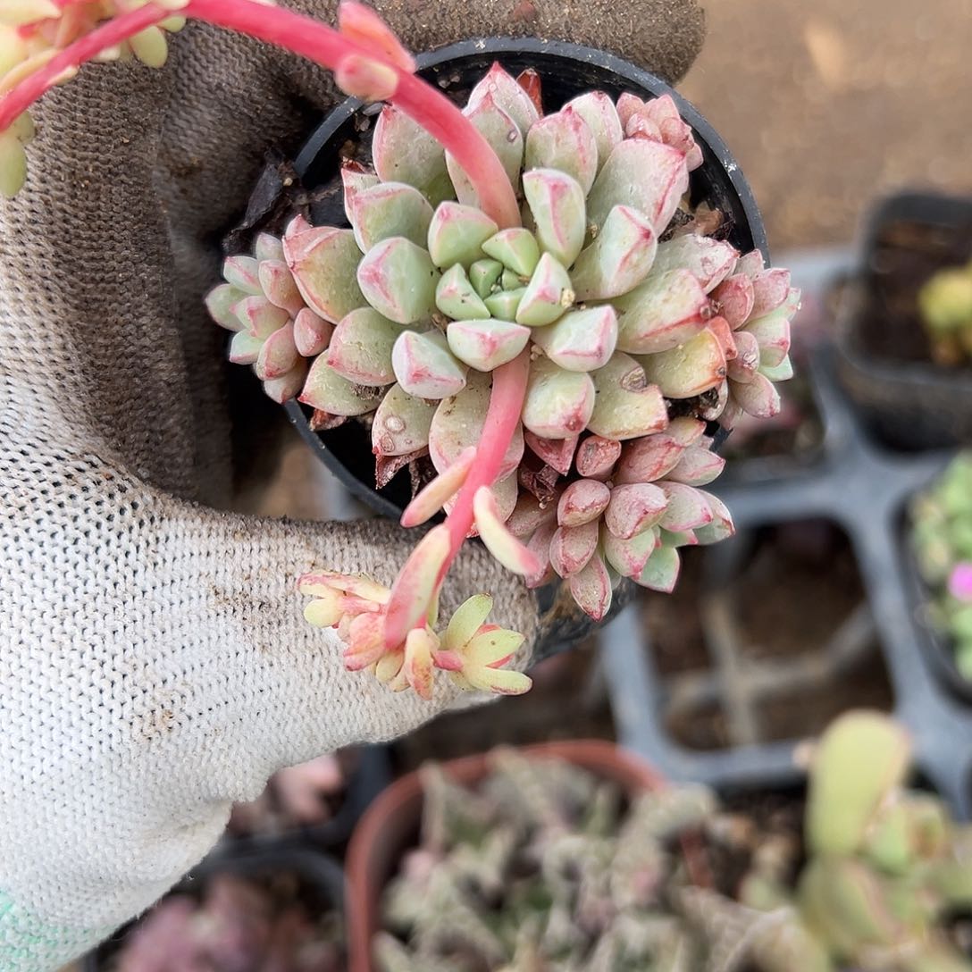 卡恩肉哦小心翼翼中央音乐学院