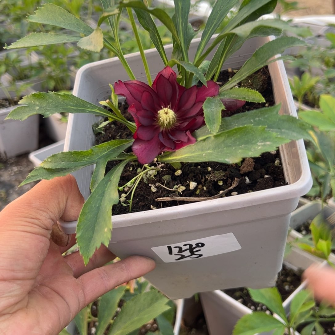 m***8铁筷子一物一拍1220