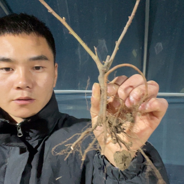长寿冠海棠花一颗苗