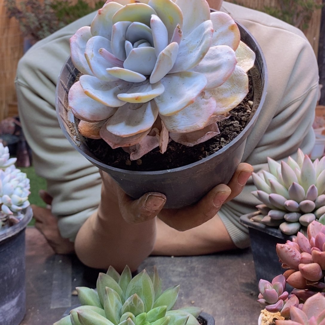 L*璐327号雪莲多肉