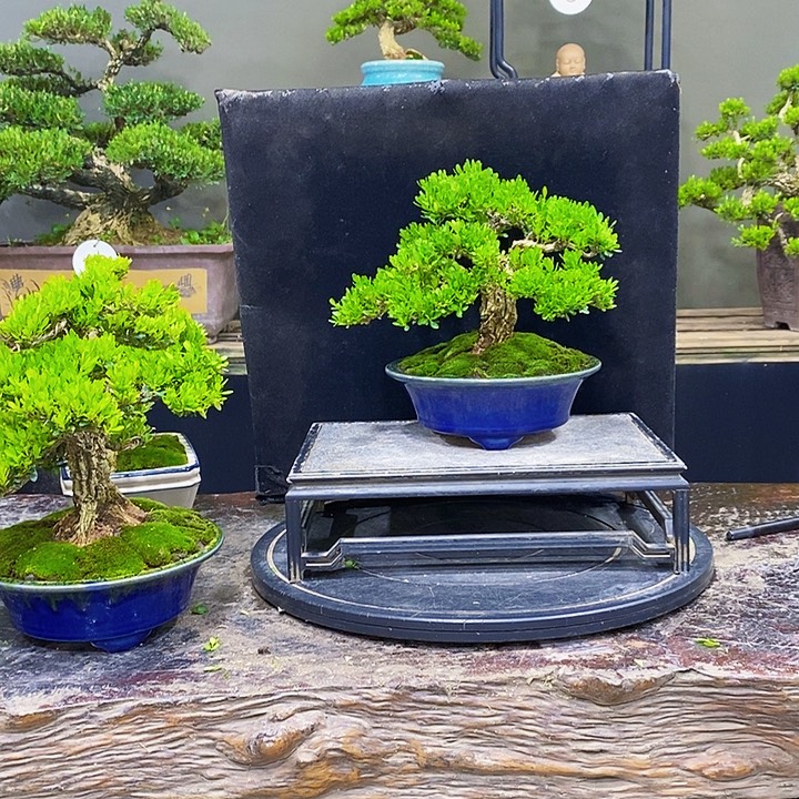 无花朵M黄杨盆景四季常青