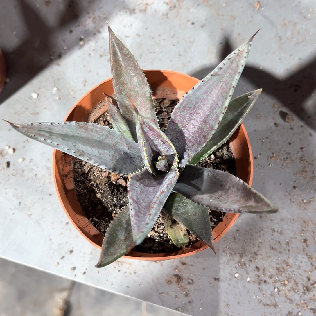 顾*豆龙舌兰厚叶血雷随单10