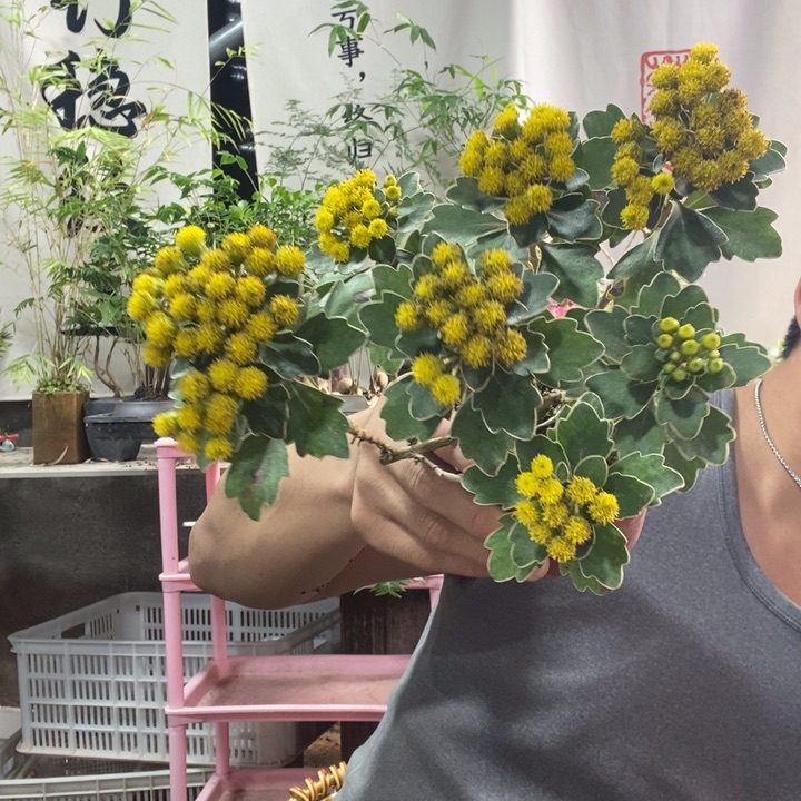 肉***君以实际为准盆景绿植盆栽105