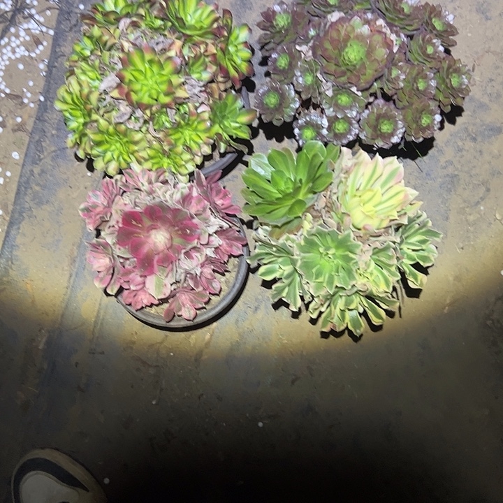 不包侧枝一物一拍71