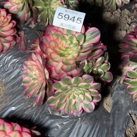 荔枝多肉多肉5945