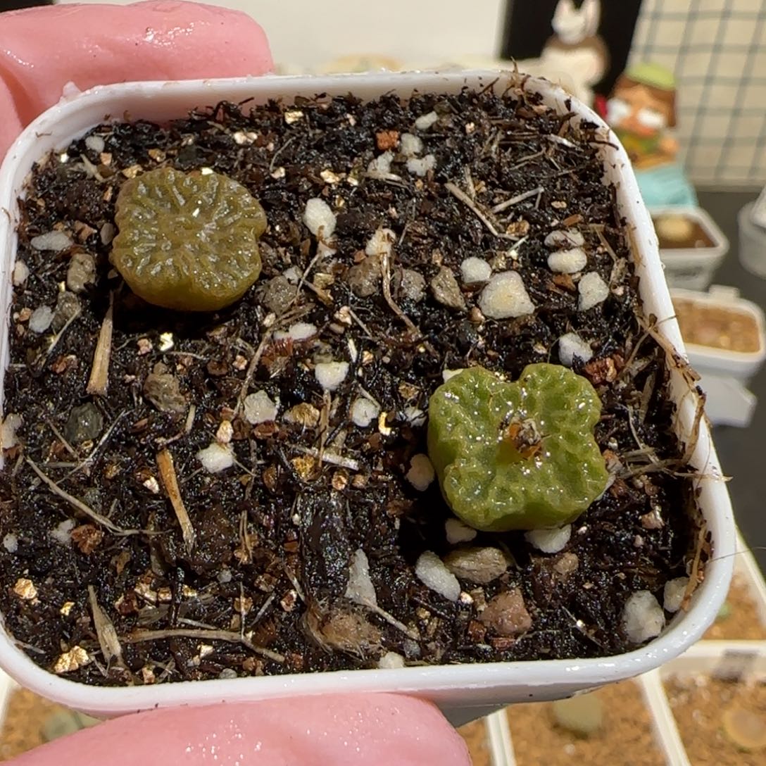 肉锥多肉植物组合-方烧一盆398