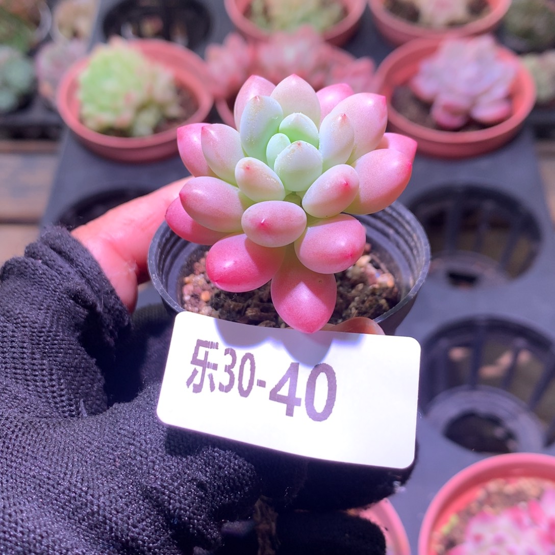 乐然30-40 洛可可 