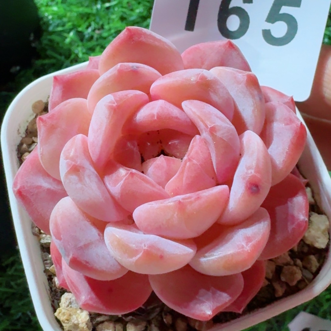 冰魄         精品多肉