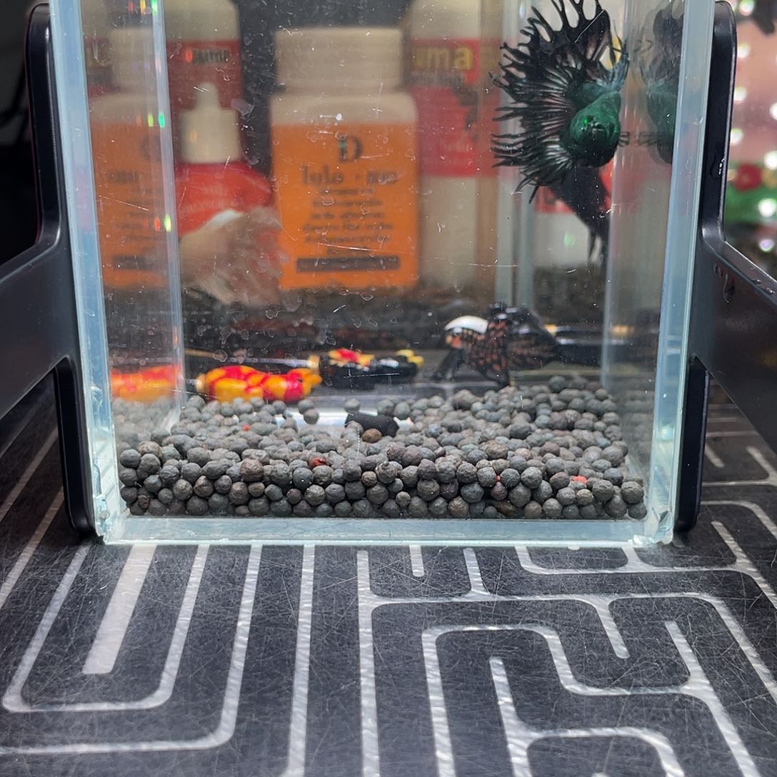 斗鱼35号126早气泡绿毒