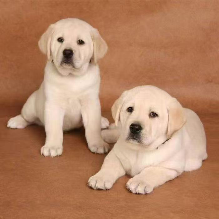 纯种拉布拉多双血统幼犬高智商导盲犬温顺可爱家庭陪伴犬